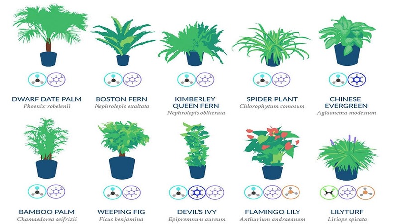 NASA Reveals Best Air Purifying Plants For Your Home