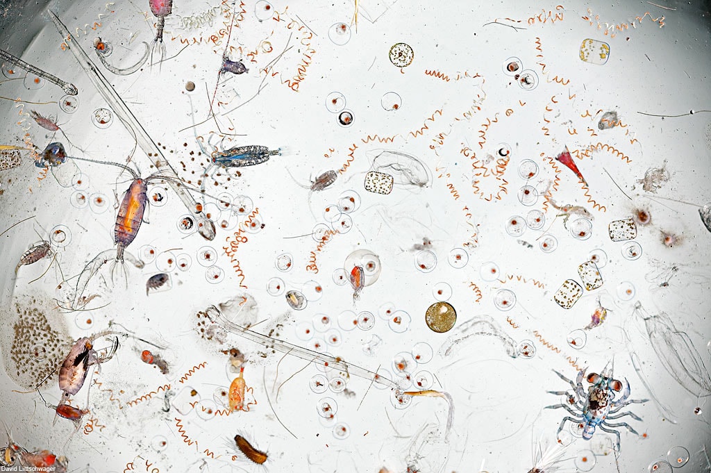 seawater magnified