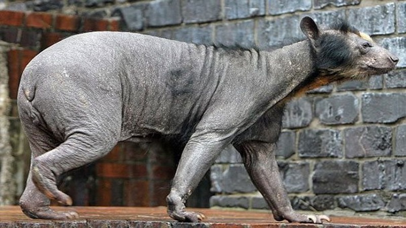 hairless bear