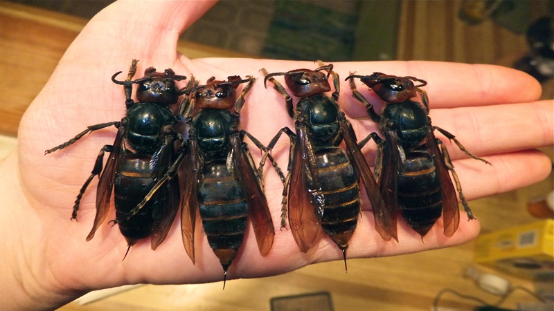 giant Japanese hornet