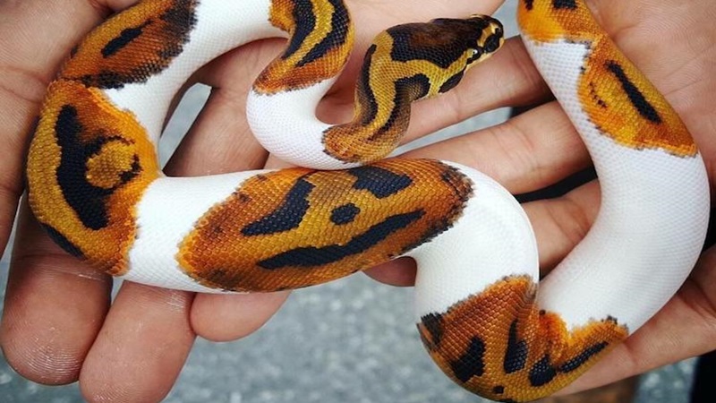 pumpkin snake