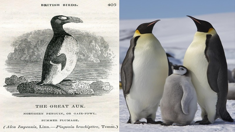 great auk