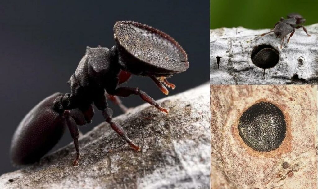 door head ant