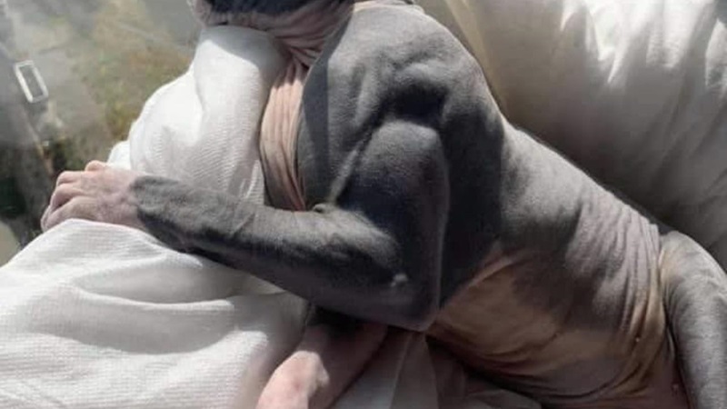 buff cat