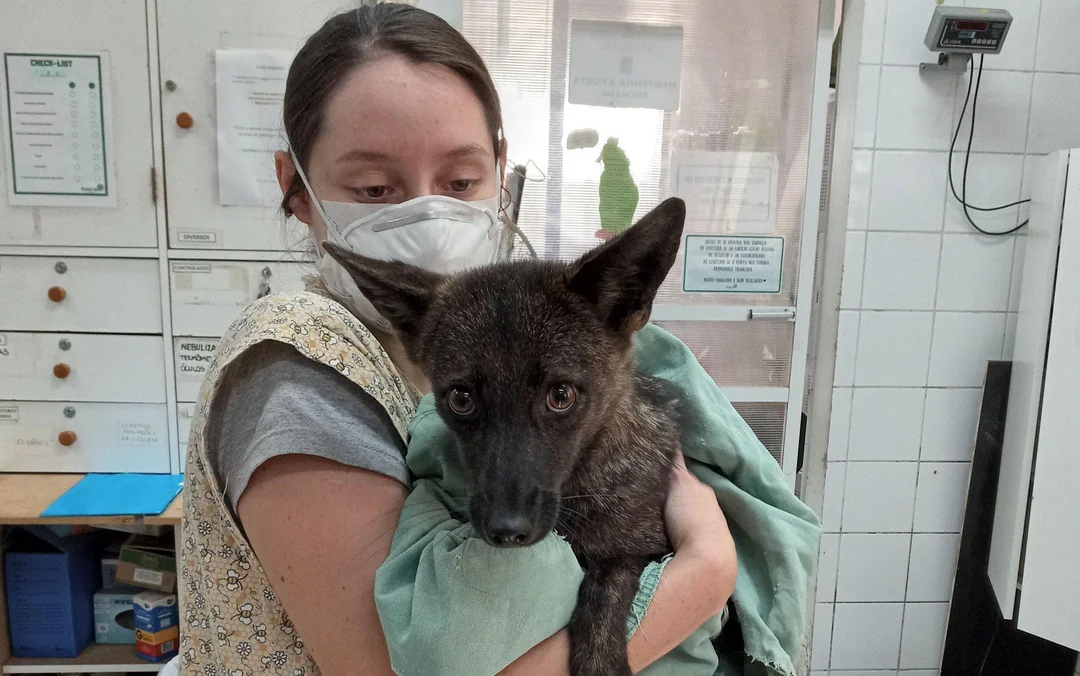 Dogxim: The First Ever Dog-Fox Hybrid Discovered In The Wild
