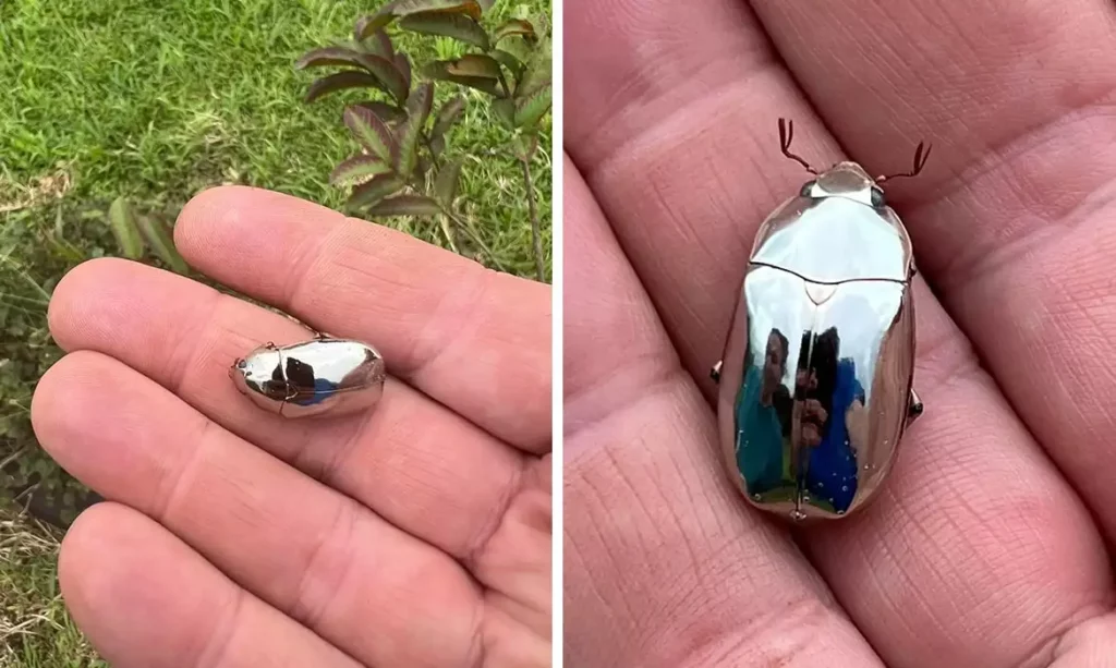 Scarab Beetle